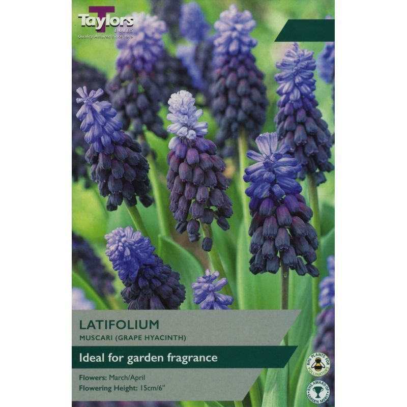 Muscari Latifolium