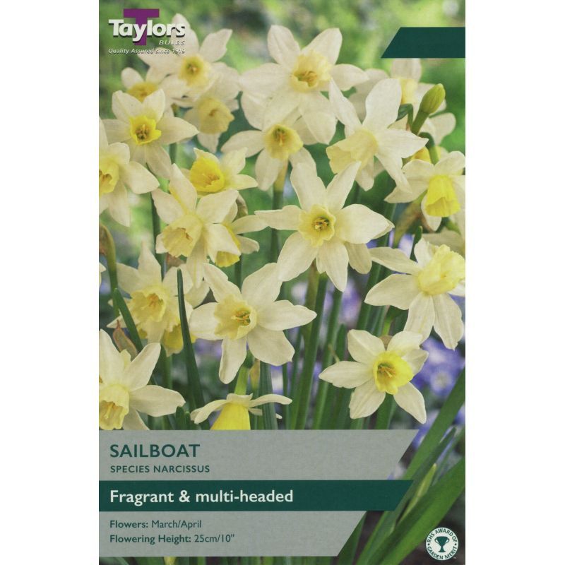 Narcissi 'Sailboat'