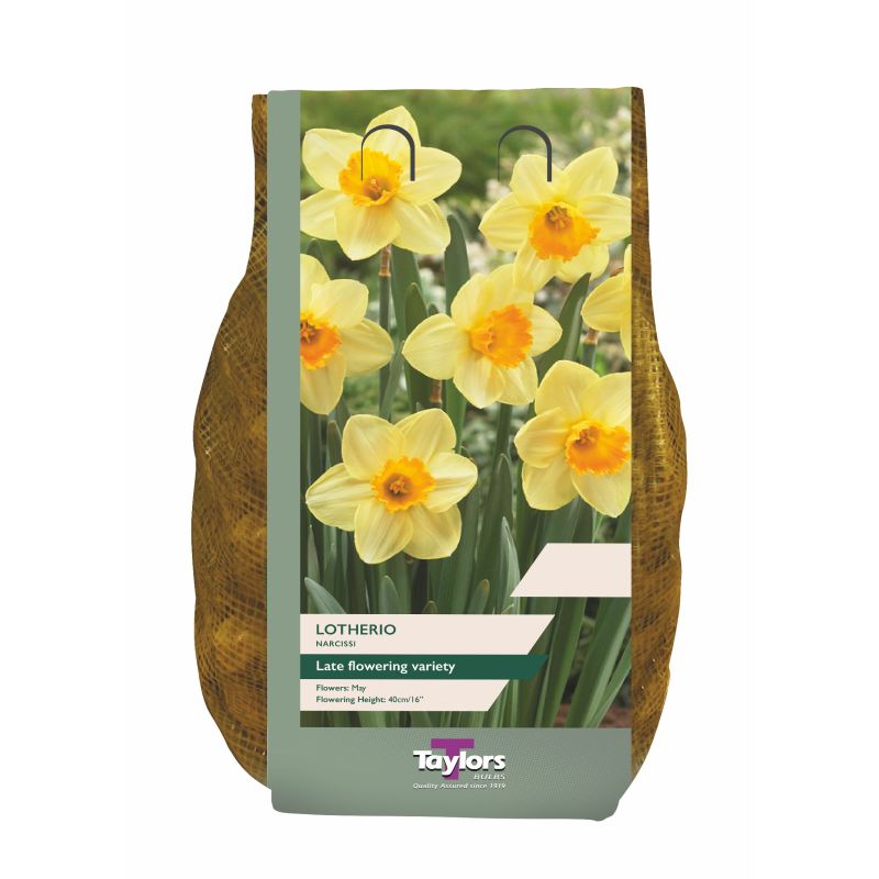 Narcissi 'Lotherio' - 1.5kg Carri-Pack