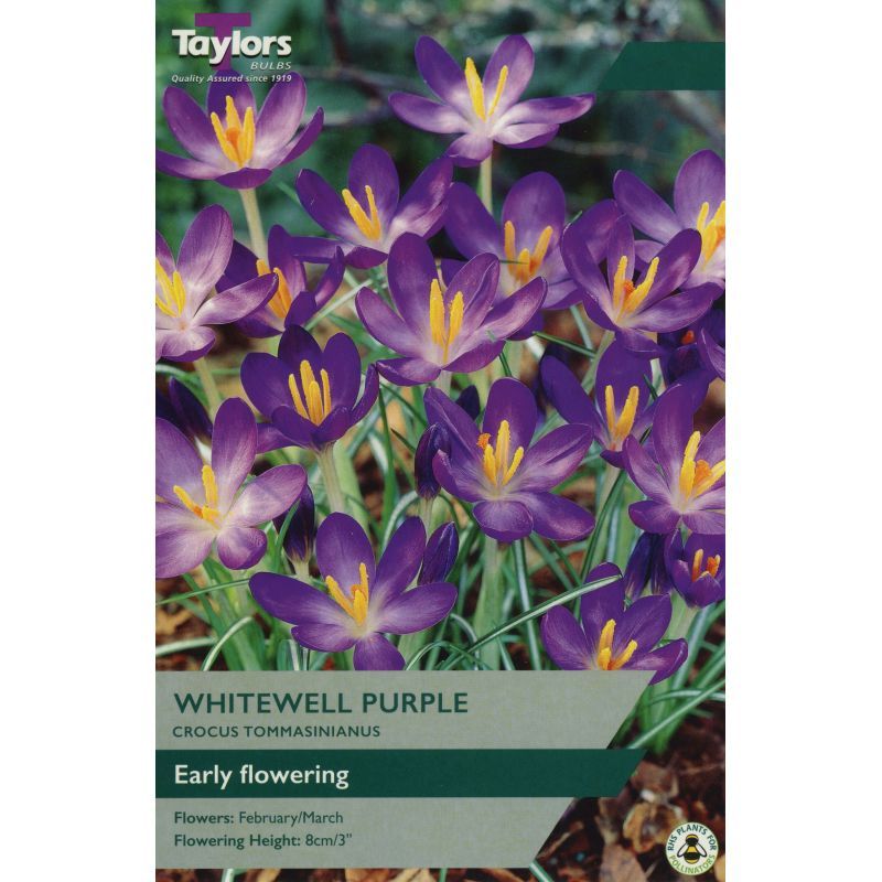 Crocus 'Whitewell Purple'