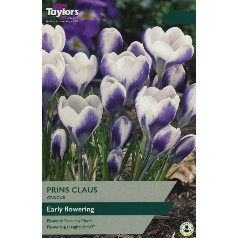 Crocus 'Prins Claus'