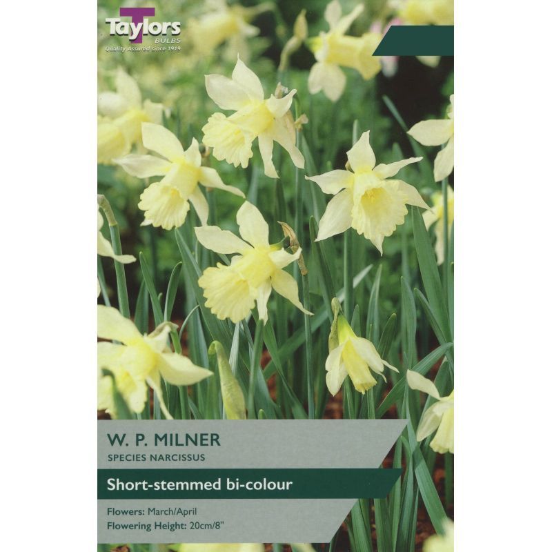 Narcissi 'W.P. Milner'