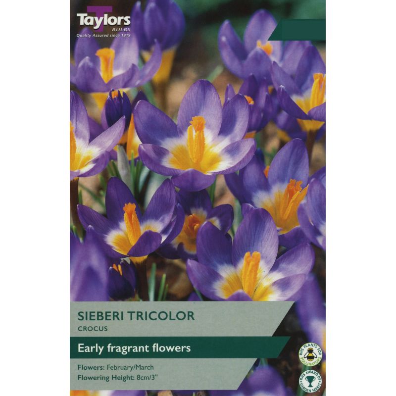 Crocus sieberi 'Tricolour'