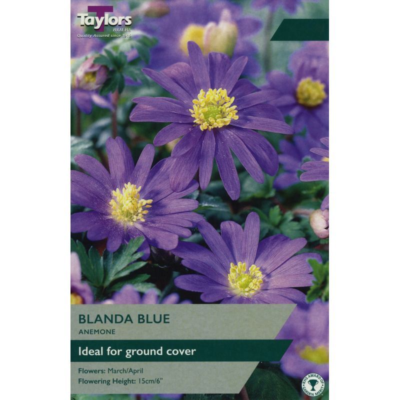 Anemone blanda 'Blue'