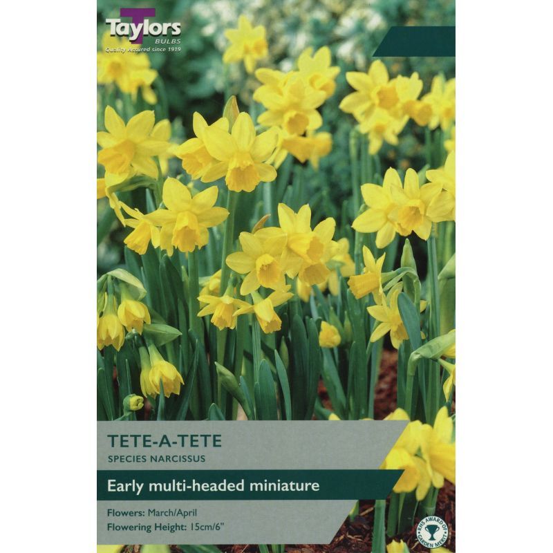 Narcissi 'Tete A Tete'