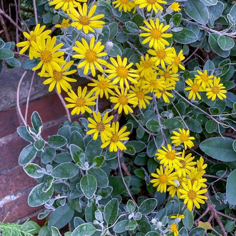 Brachyglottis 'Silver Dormouse' 3 Litre