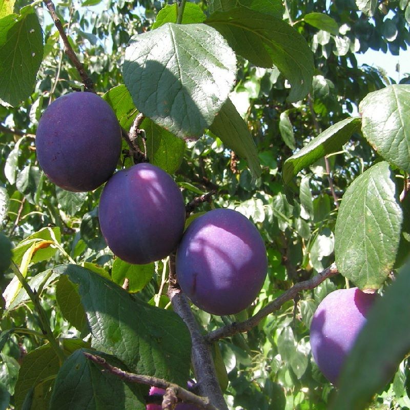 Prunus d. 'The Czar'