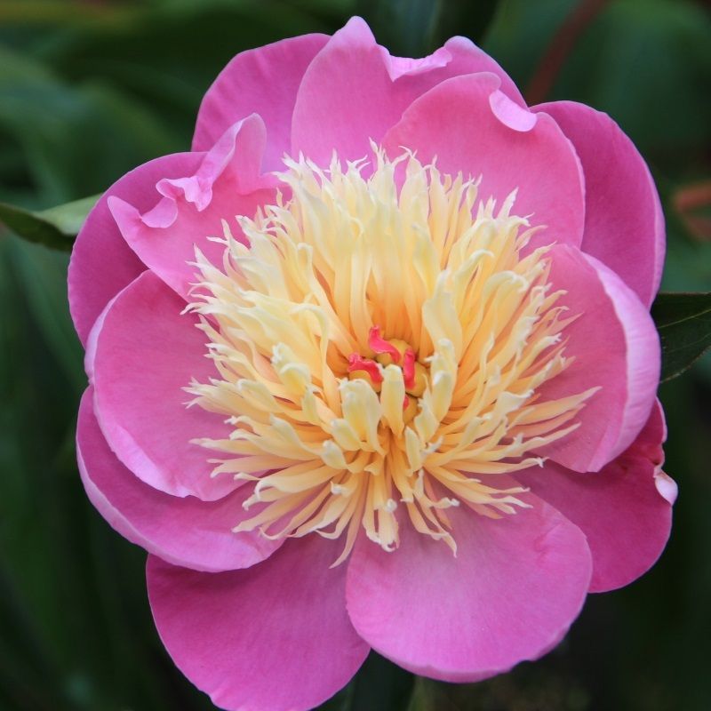 Paeonia 'Bowl of Beauty' 3 Litre