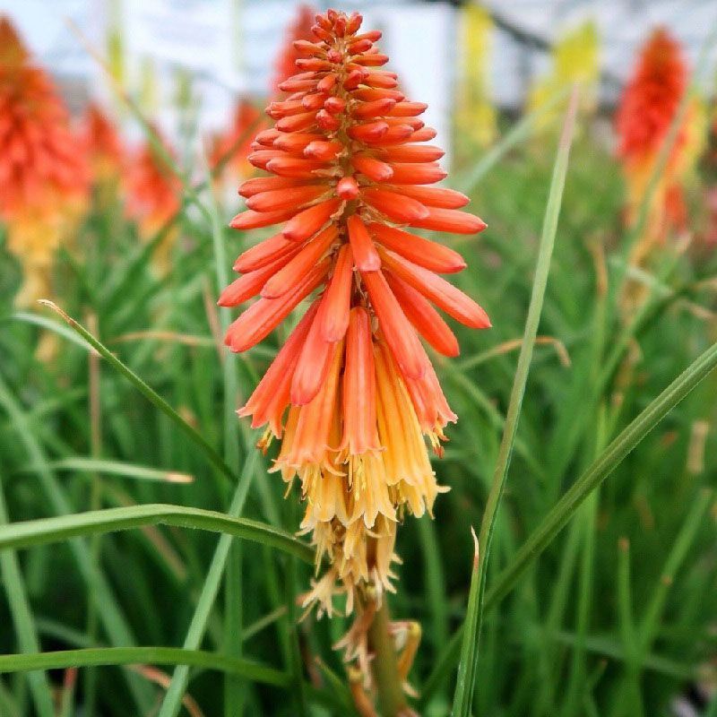 Kniphofia 'Papaya Popsicle'
