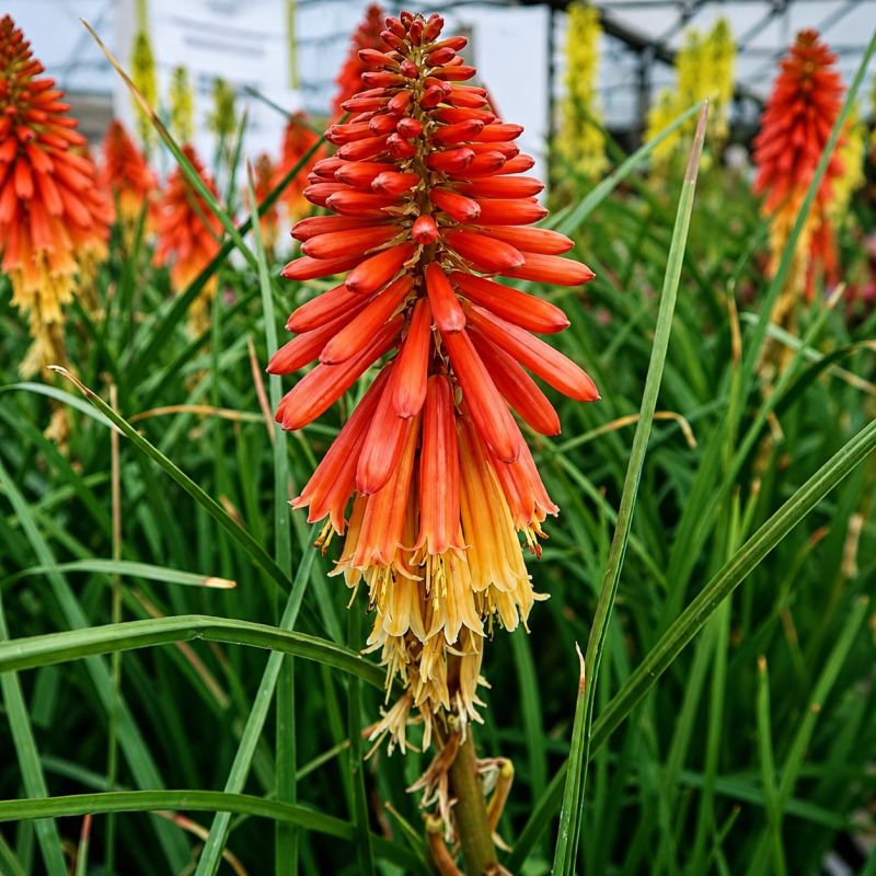 Kniphofia 'Papaya Popsicle' 2 Litre