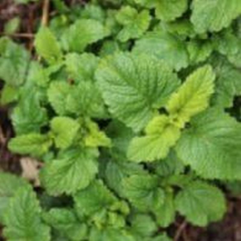 Lemon Balm - 9cm
