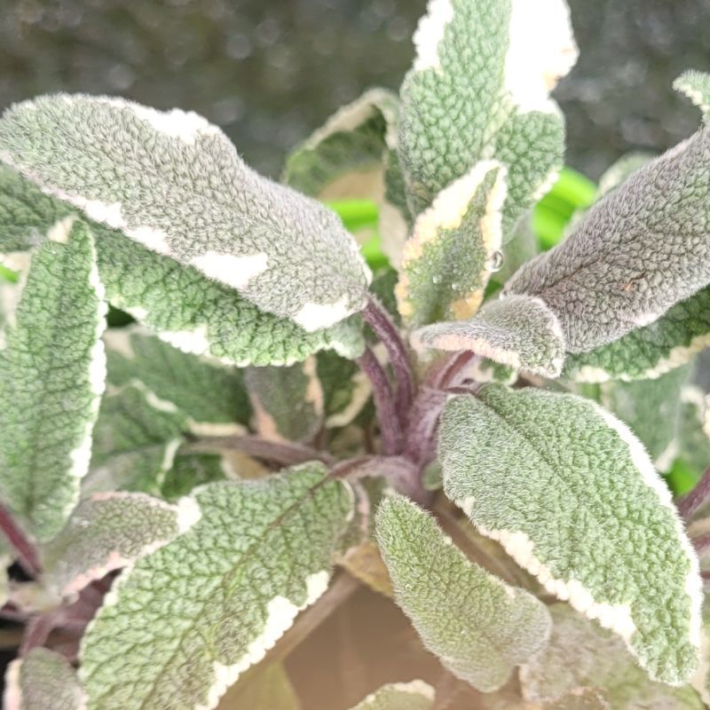 Sage 'Tricolor'