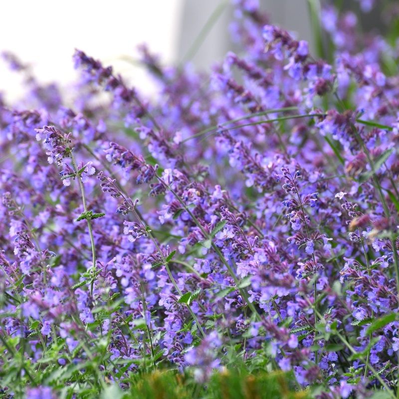 Nepeta 'Six Hills Giant' 2 Litre