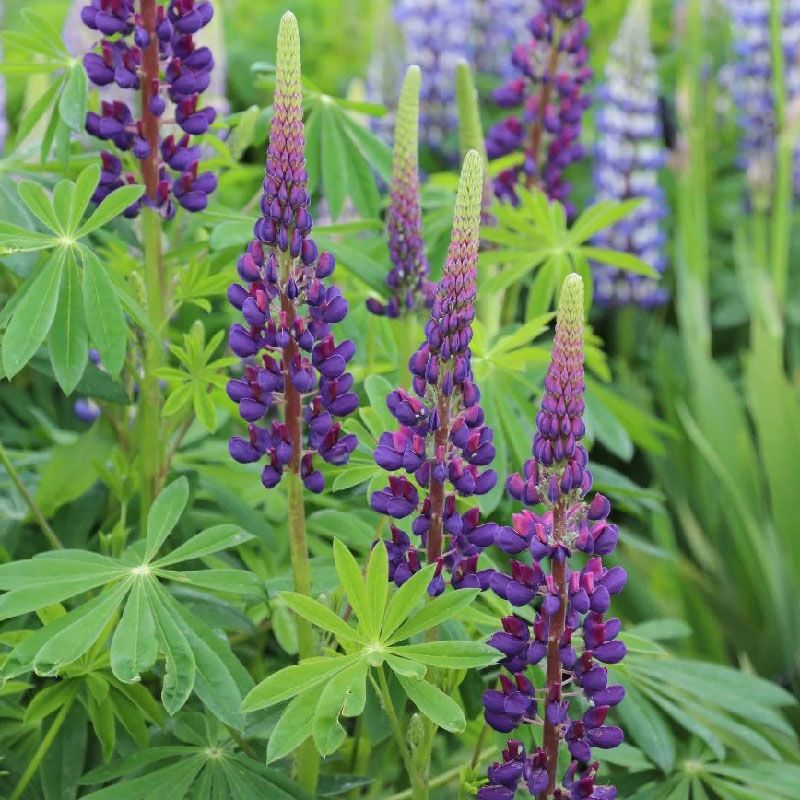 Lupin 'Gallery Blue'