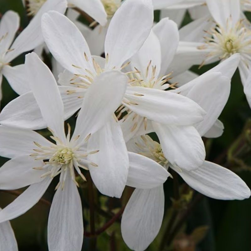 Clematis armandii 'Snowdrift' 2 Litre