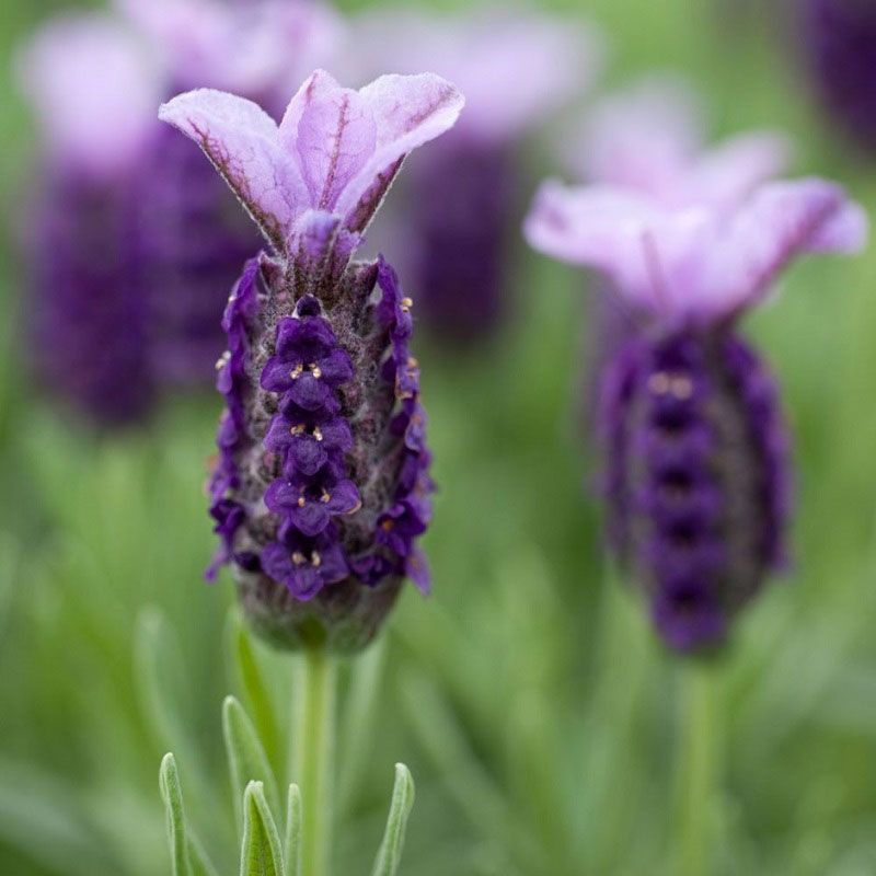 Lavandula stoechas 'Lilac Wings' 2 Litre (Lavender)