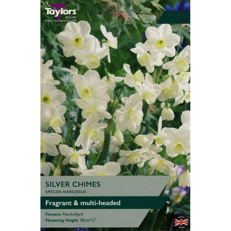 Narcissi 'Silver Chimes'