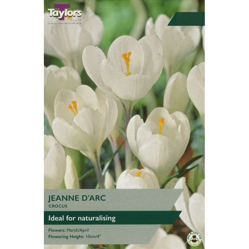 Crocus 'White'