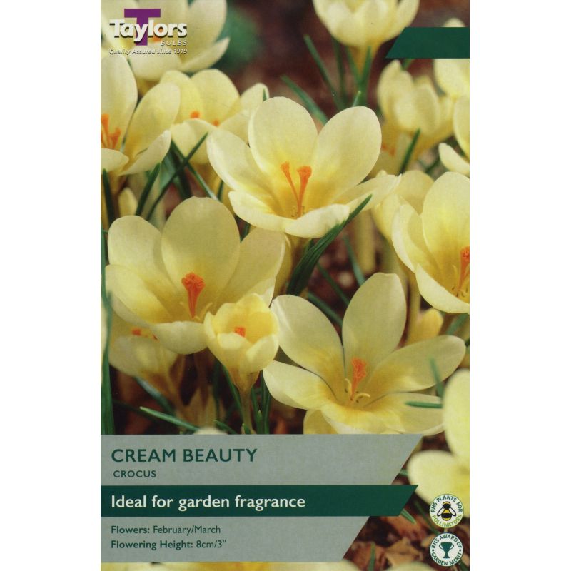 Crocus 'Cream Beauty'