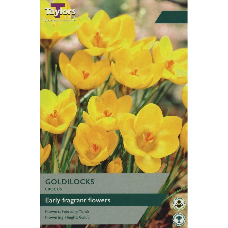 Crocus 'Goldilocks'