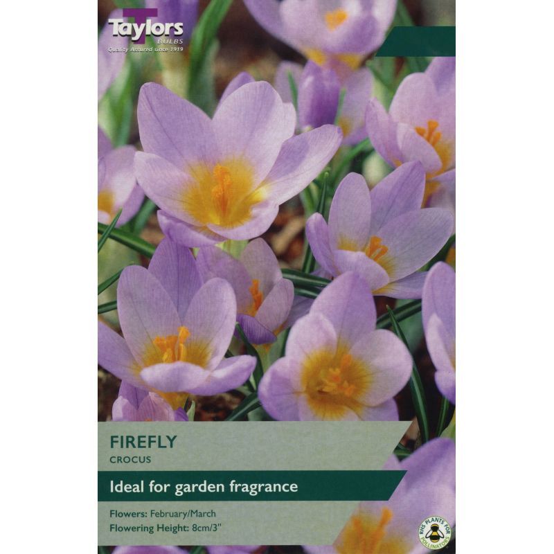 Crocus 'Firefly'