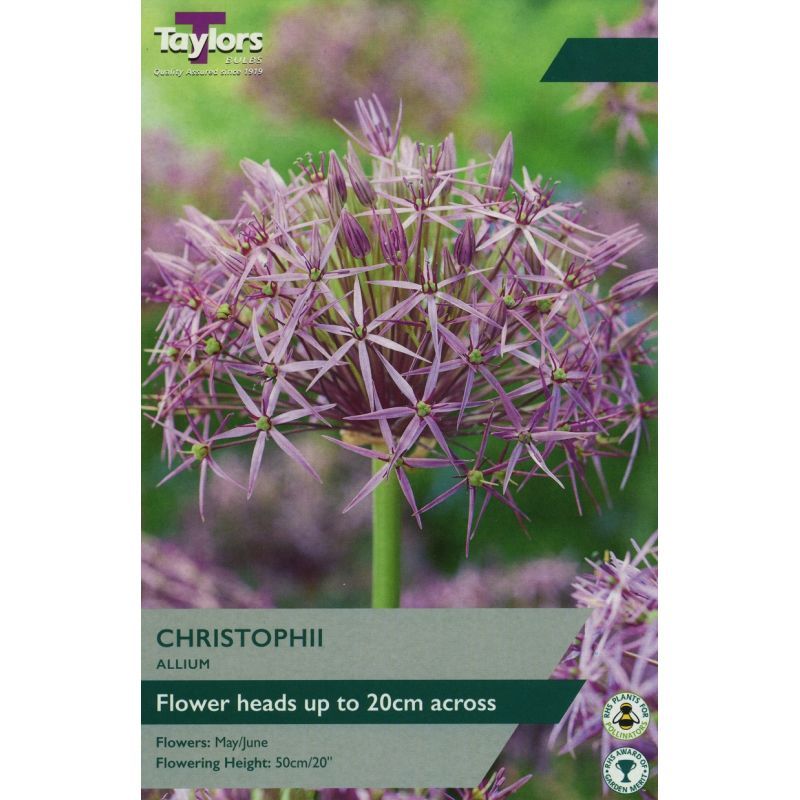 Allium Christophii