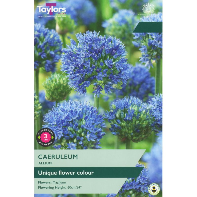 Taylors Allium 'Caeruleum'
