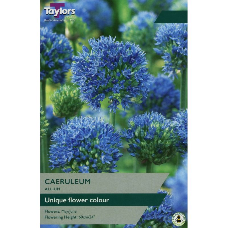 Allium caeruleum