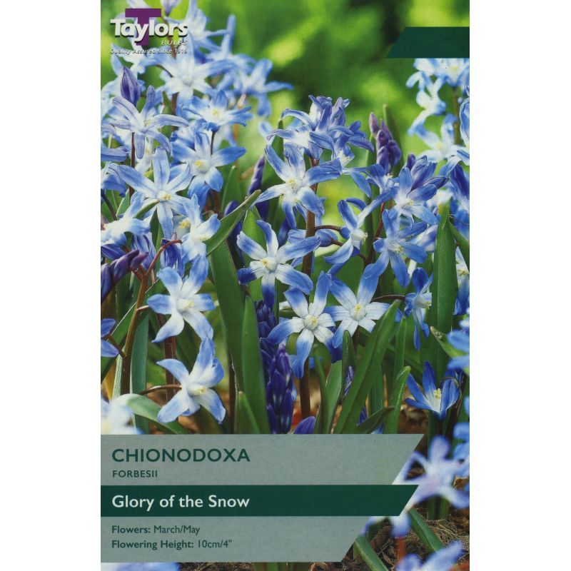 Chionodoxa 'Forbesii'