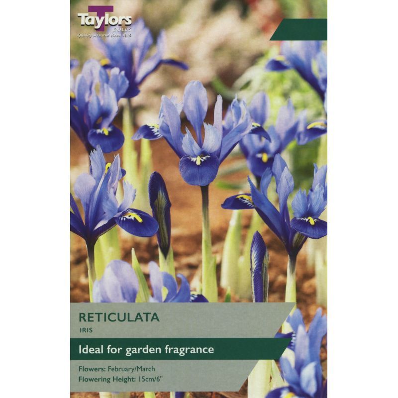 Iris reticulata