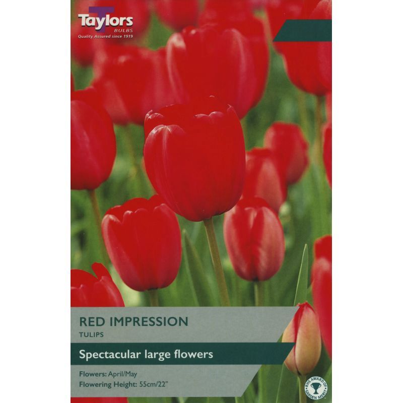 Tulip 'Red Impression'