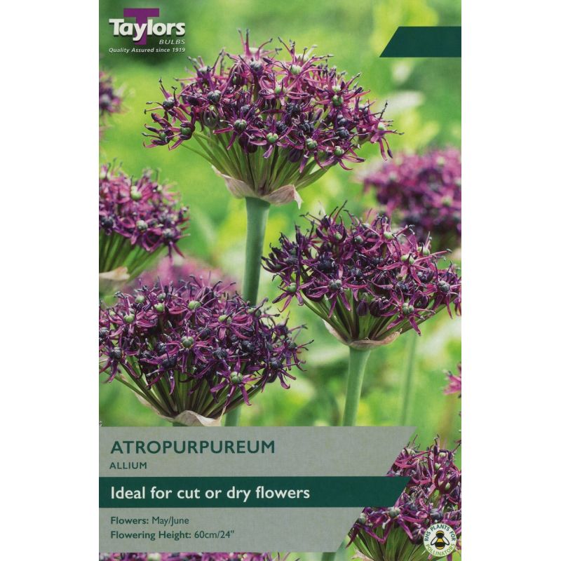 Allium atropurpureum