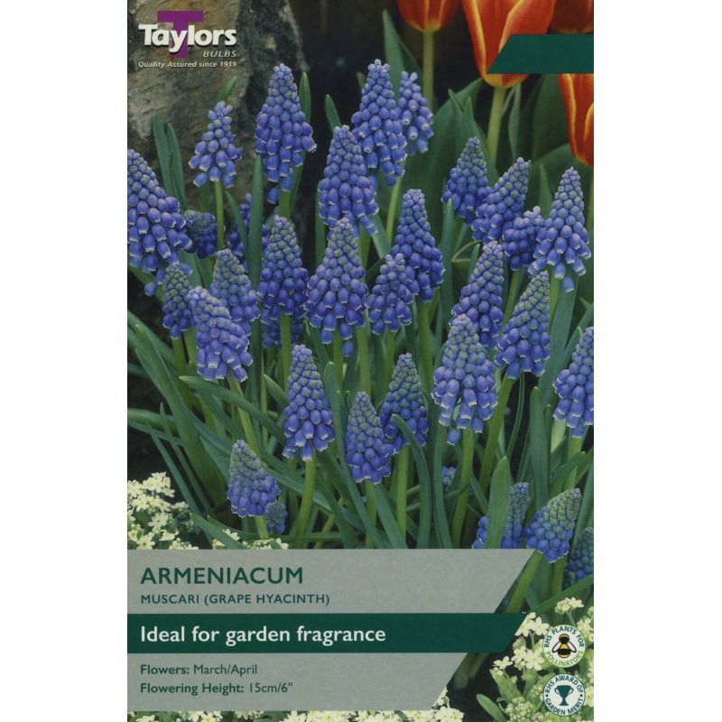 Muscari Armeniacum