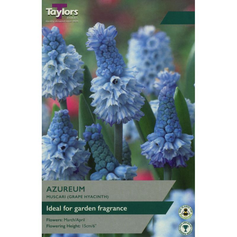 Muscari Azureum