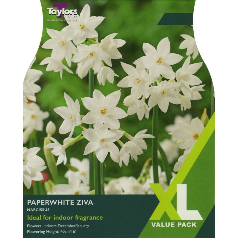 Narcissi 'Paperwhite Ziva' - XL Value