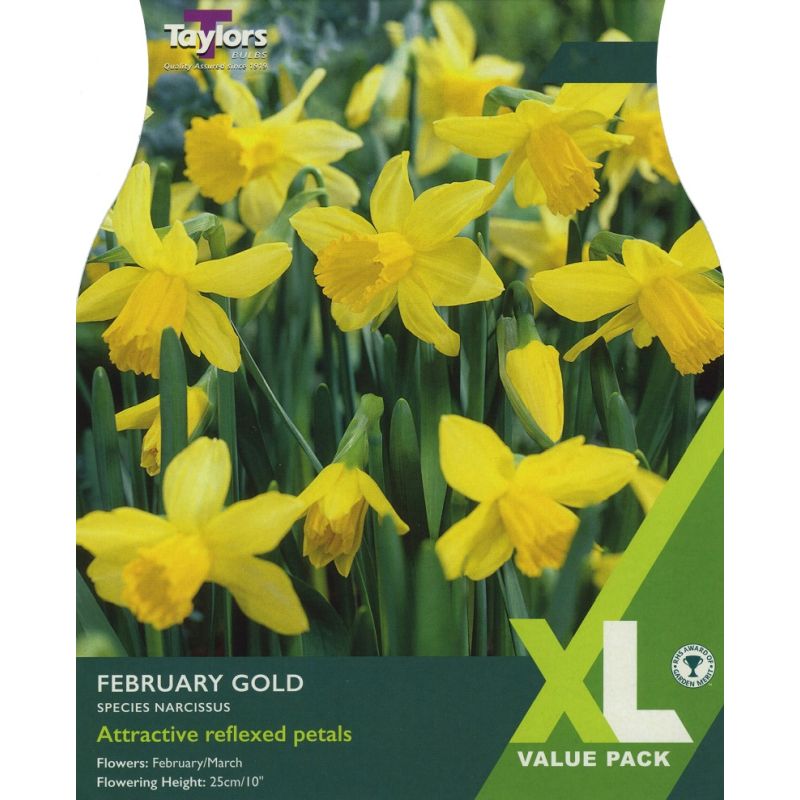 Narcissi 'February Gold' - XL Value