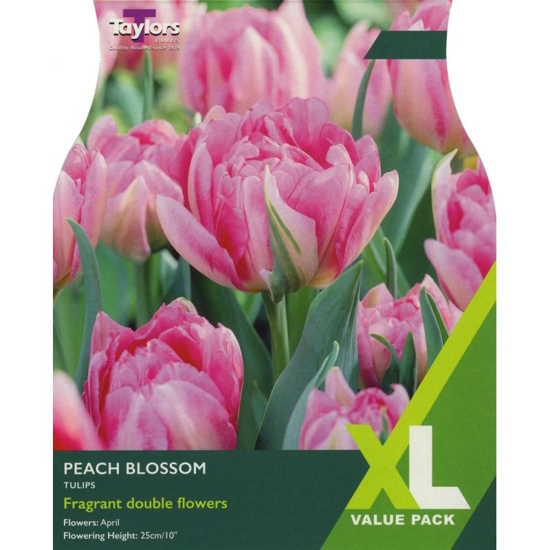 Tulip 'Peach Blossom' - XL Value