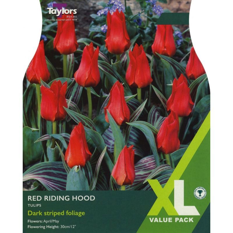 Tulip 'Red Riding Hood' - XL Value