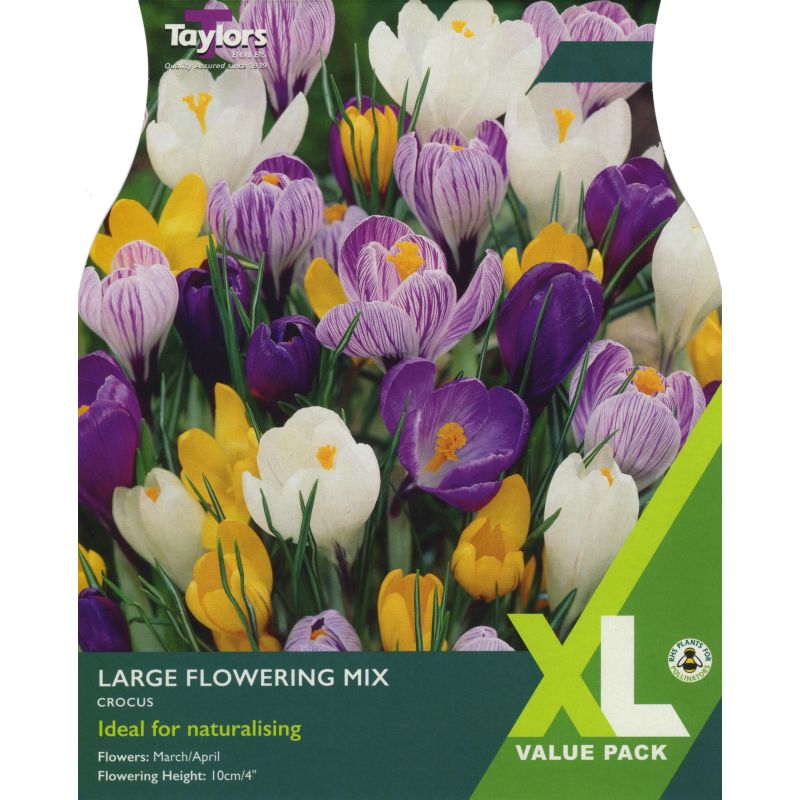 Crocus Large Flowering Mix - XL Value