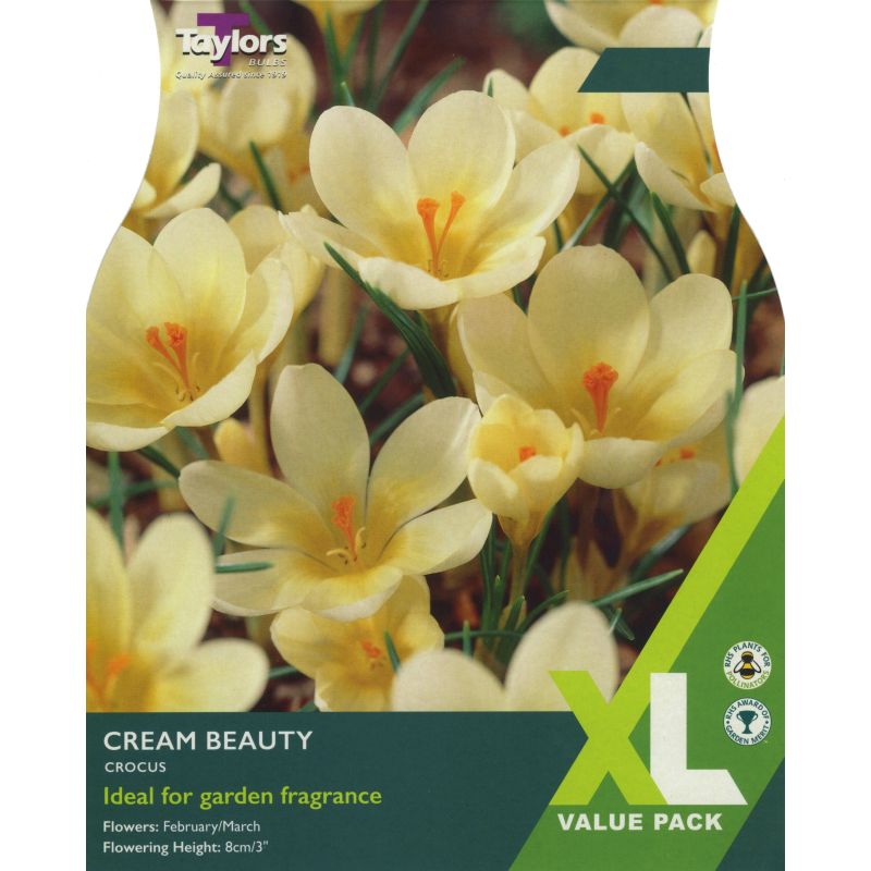 Crocus 'Cream Beauty' - XL Value