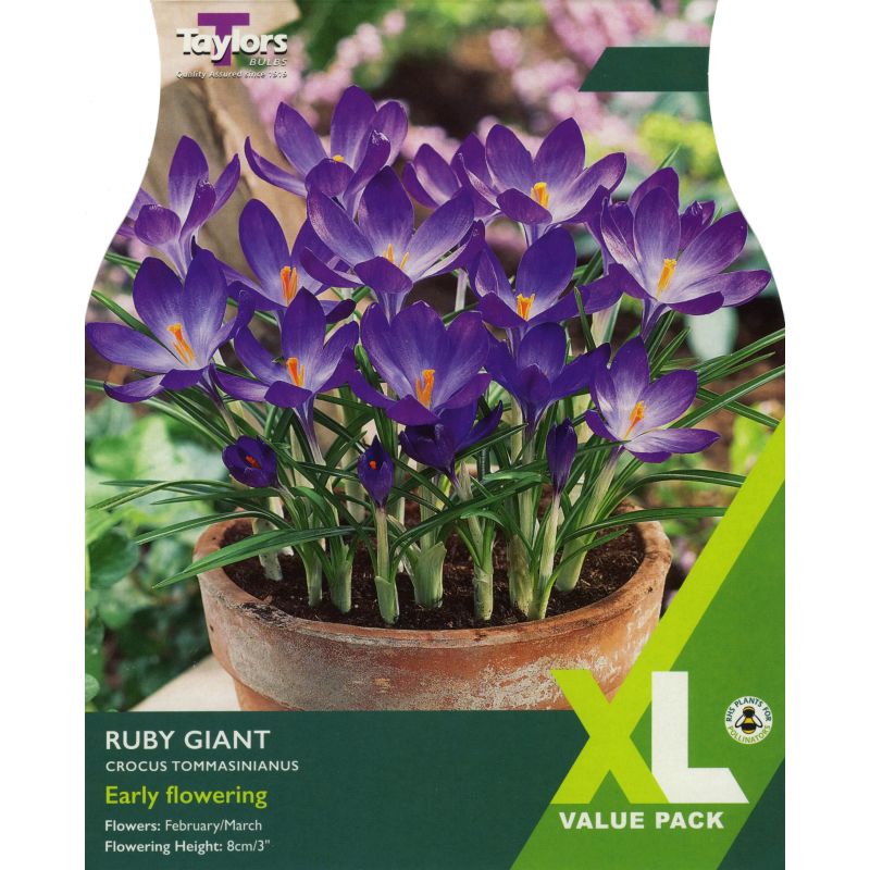 Crocus 'Ruby Giant' - XL Value