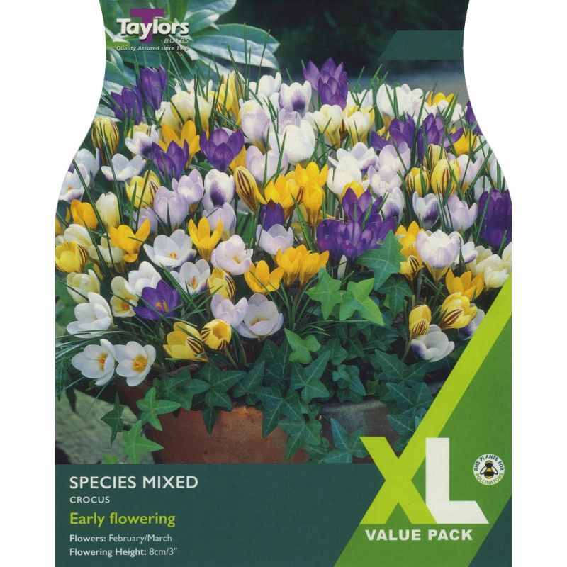 Crocus Species Mixed - XL Value