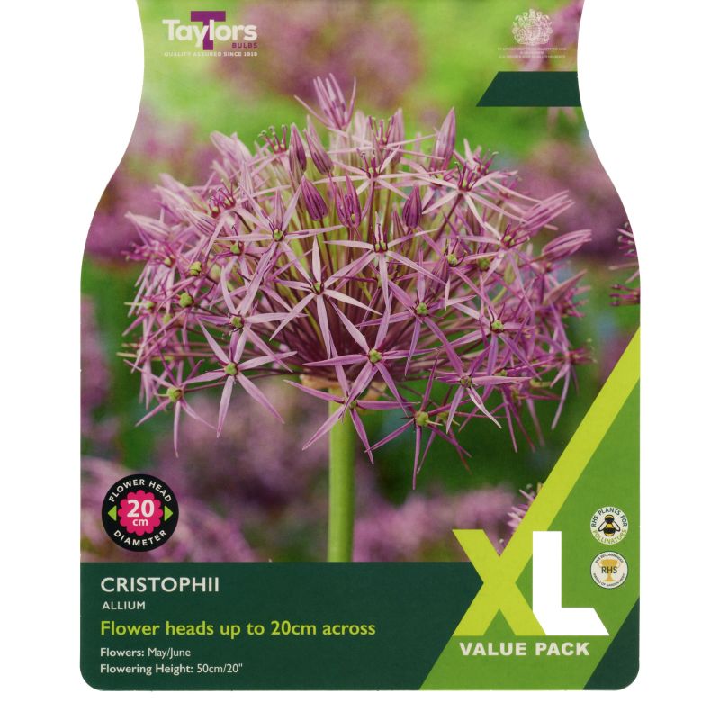 Taylors Allium 'Christophii' (XL Value Pack)