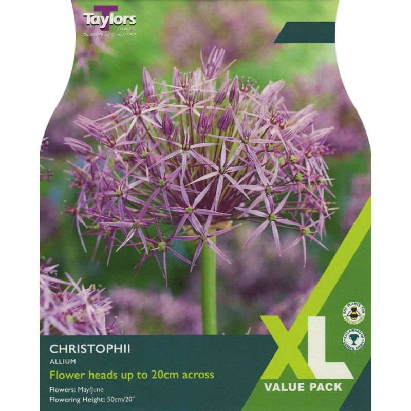 Allium Christophii - XL Value