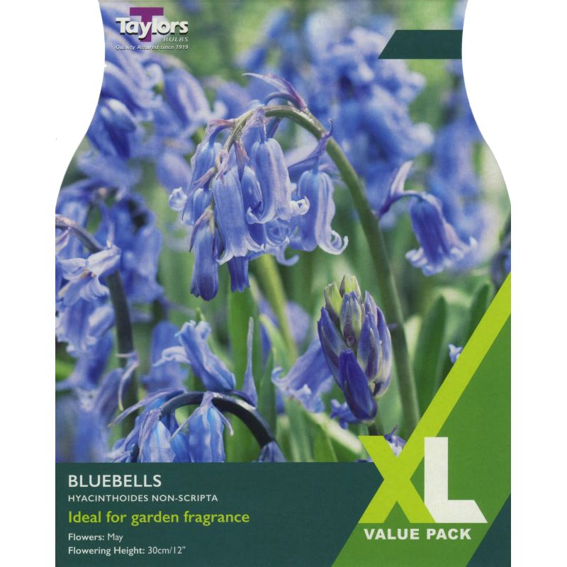 Bluebells (Hyancinthoides Non-Scripta) - XL Value