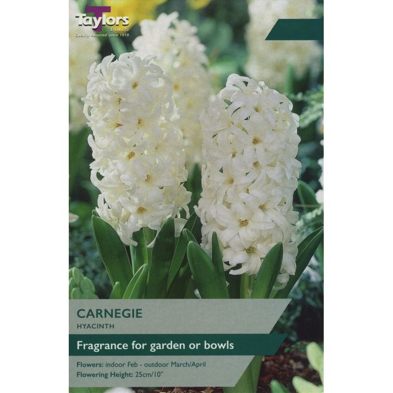 Hyacinth 'Carnegie'