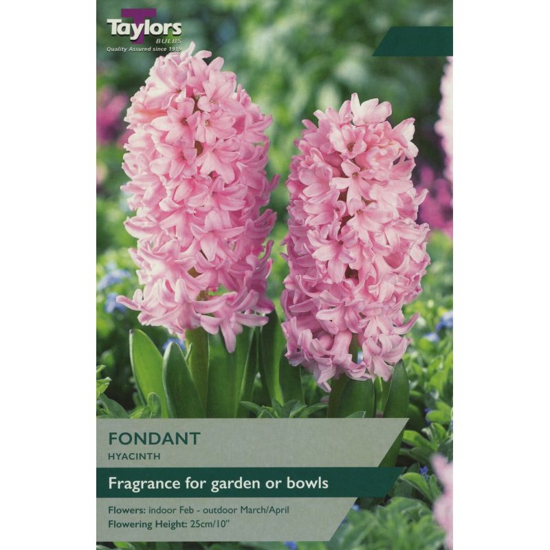 Hyacinth 'Fondant'