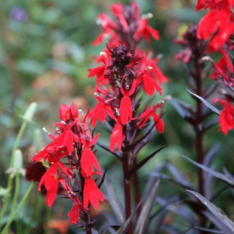 Lobelia cardinalis 'Queen Victoria'