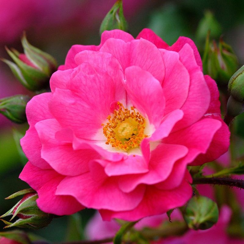 Flower Carpet 'Pink Rose'