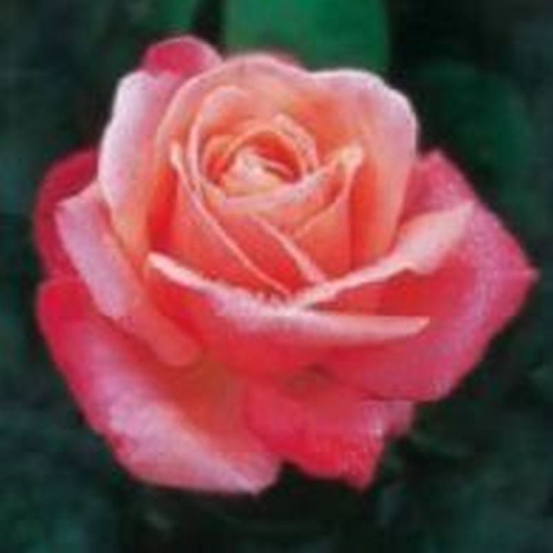 Rosa Silver Jubilee 3.5lt